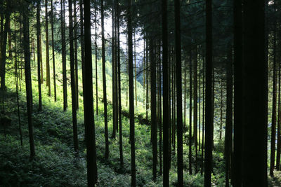 View of trees in forest