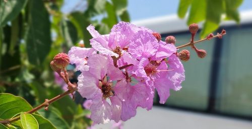 Close-up of pink cherry blossoms in spring