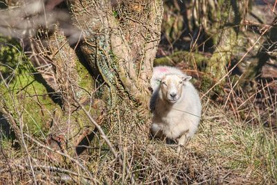 A sheep looking around a tree.