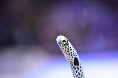 Close-up of an animal