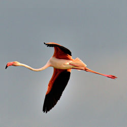 Bird flying against sky