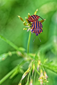 Close-up of insect pollinating on flower