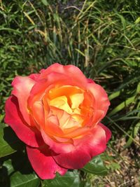 Close-up of rose blooming outdoors