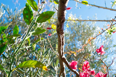 Low angle view of flowers blooming on tree