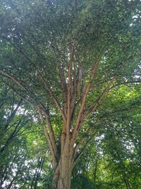 Low angle view of trees