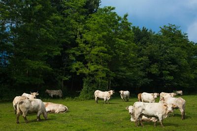 Sheep grazing on grassy field