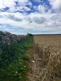 Scenic view of field against sky