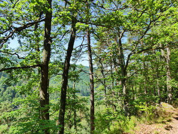 Trees in forest