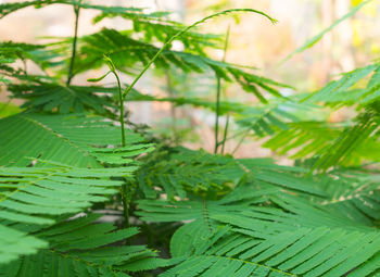 Close-up of plant