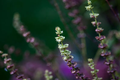 Close-up of pink flowers growing on plant