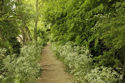 Woodland walk 