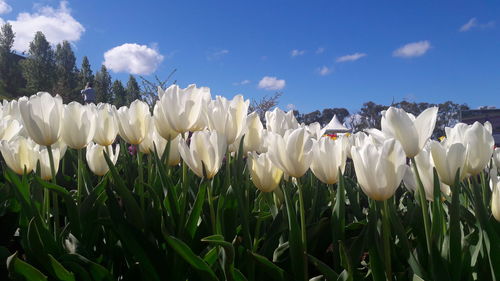 Close-up of white flowering plants on field against sky