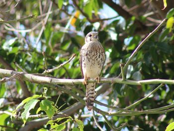 Low angle view of bird perching on branch