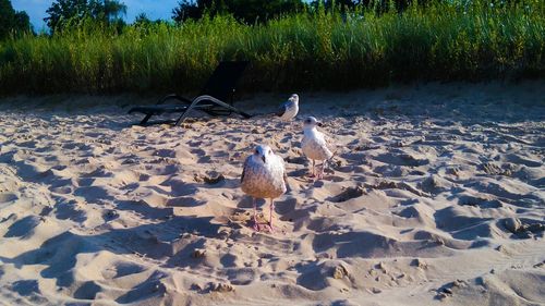 Birds on shore