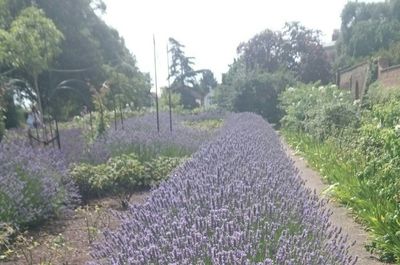 Footpath amidst plants