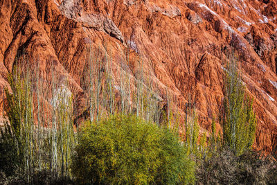 Plants growing on rock