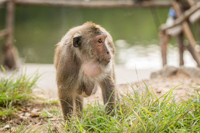 Close-up of monkey