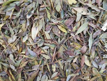 High angle view of dry leaves on field