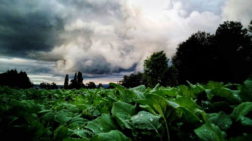 Scenic view of land against sky