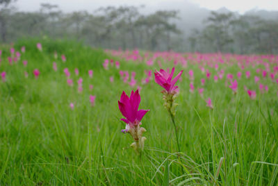 Close-up of pink flower on field