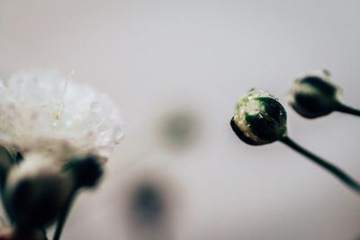 Close-up of flower buds growing outdoors