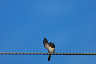 Low angle view of bird perching on cable against blue sky