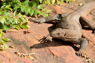 View of lizard on rock