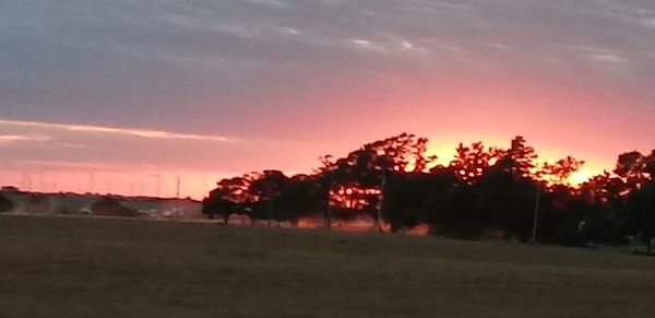 Silhouette trees on field against sky during sunset