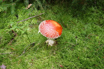 High angle view of fly agaric mushroom on field