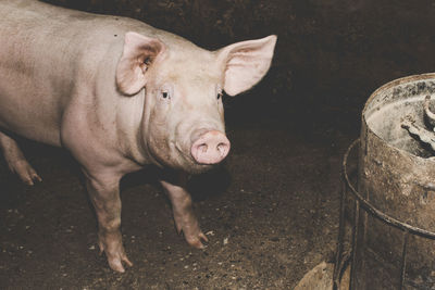 Pigs in a closed farm