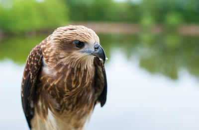 Close-up portrait of eagle