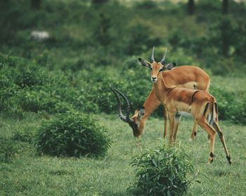 Impala antelopes - aepyceros melampus, in crater lake game sanctuary, naivasha, kenya