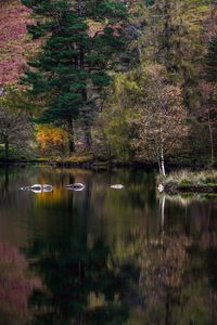 View of birds in lake