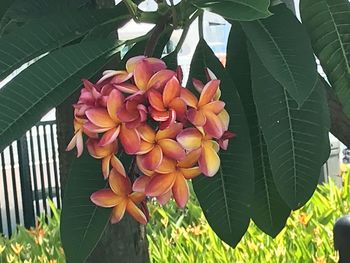 Close-up of flowering plant