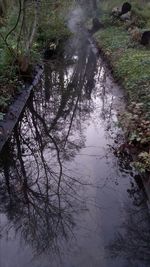 Reflection of trees in lake