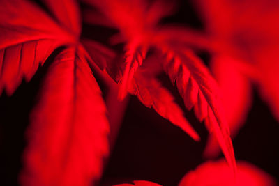 Close-up of red flowering plant