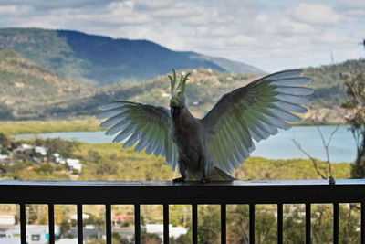 Wild cockatoo wings outstretched