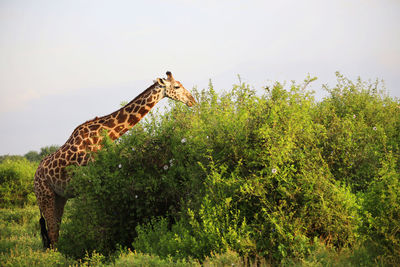 Masai giraffe, kenya, africa