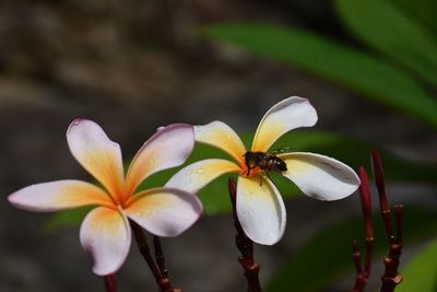 Close-up of frangipani on plant