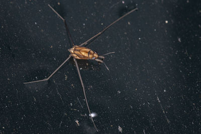 Close-up of insect