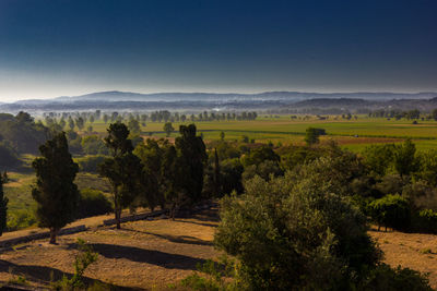 Scenic view of vineyard against clear sky