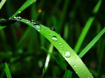 Close-up of wet plant during rainy season