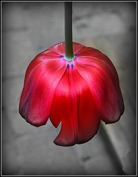 Close-up of red flower
