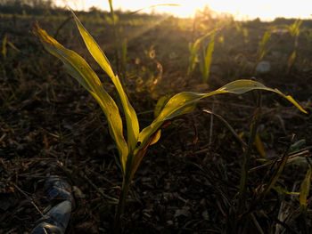 Close-up of plant growing on field