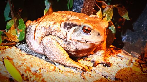 Close-up of lizard