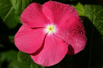 Close-up of water drops on pink flower blooming outdoors