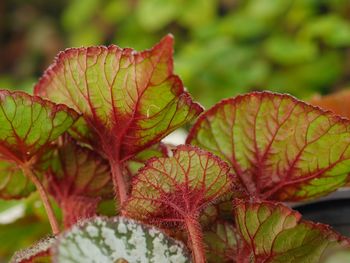 Close-up of fresh green leaves