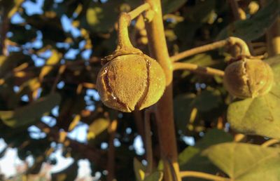 Close-up of fruits growing on tree