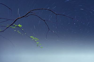 Close-up of tree against sky at night