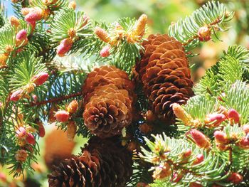 Close-up of pine tree